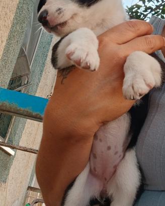 border collie