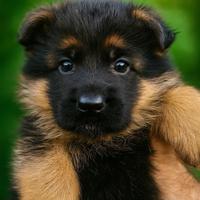 Cuccioli Pastore Tedesco