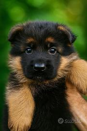 Cuccioli Pastore Tedesco