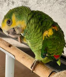 Raro amazzone barbadensis allevato a mano