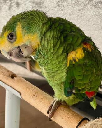 Raro amazzone barbadensis allevato a mano