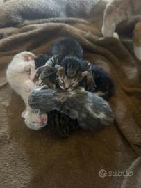Cucciolata di gattini