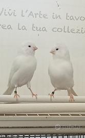 Canarini