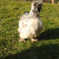 Galli Moroseta Silkies
