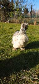 Galli Moroseta Silkies