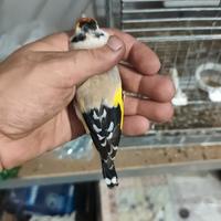 Cardellini mezza taglia