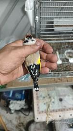 Cardellini mezza taglia