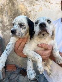 Cuccioli Setter Inglese