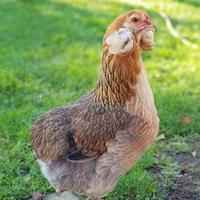 Galline araucana
