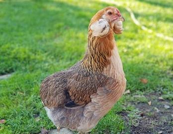 Galline araucana