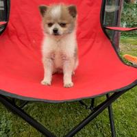 Mini Spitz Chihuahua