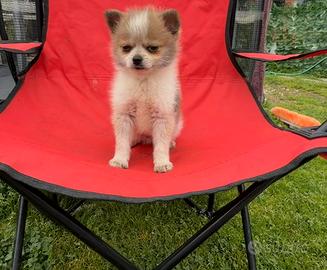 Mini Spitz Chihuahua