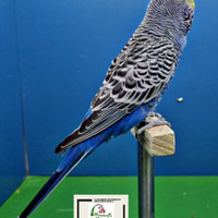 Ondulati di colore, cocorite selezionati