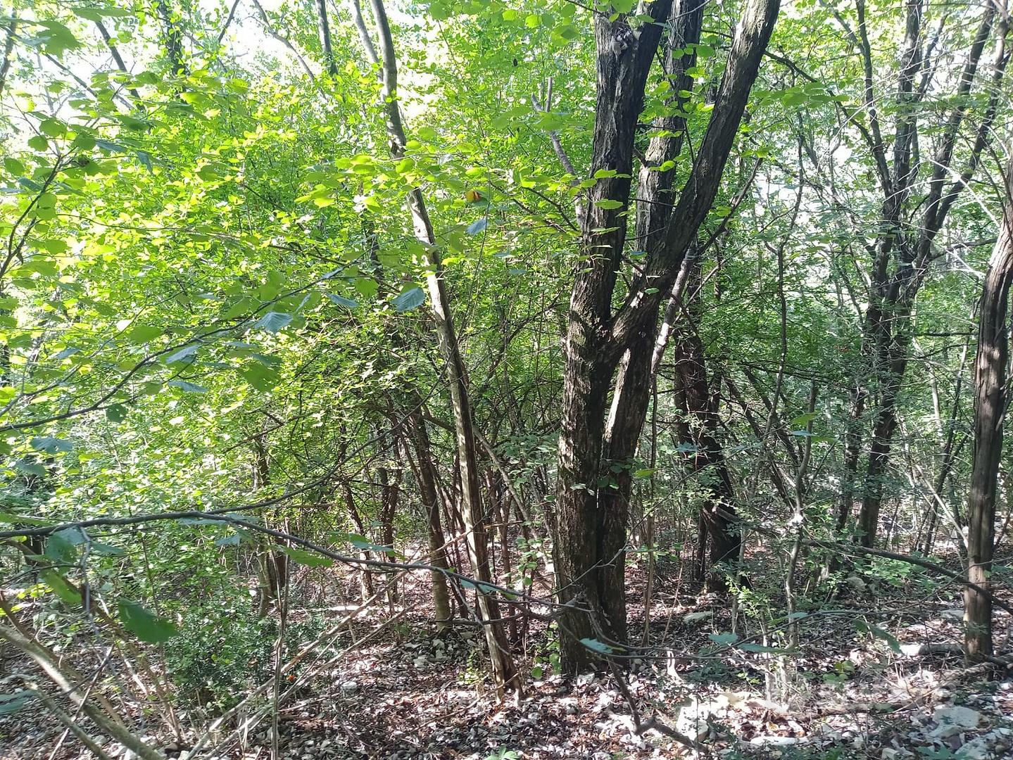Terreni prato arborato e bosco ceduo - Altro