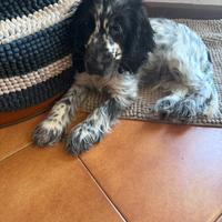 Cucciolo cocker spaniel