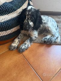 Cucciolo cocker spaniel