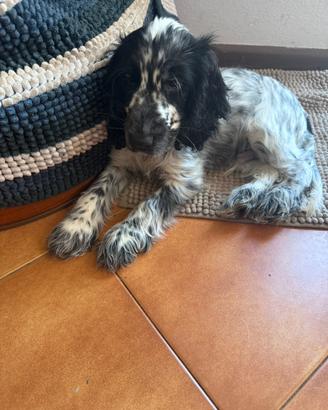 Cucciolo cocker spaniel