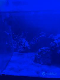 Pesce scorpione pterois volitan