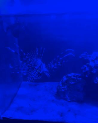 Pesce scorpione pterois volitan