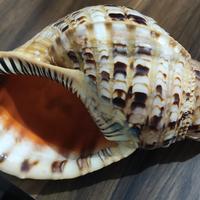 conchiglia di tritone gigante 