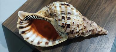 conchiglia di tritone gigante 