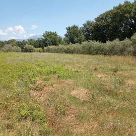 Terreno agricolo 1000 mq