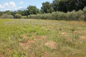 Terreno agricolo 1000 mq