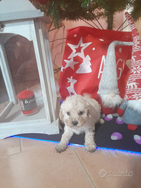 Kelly barboncino toy