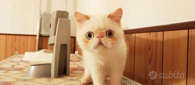 Exotic shorthair colourpoint