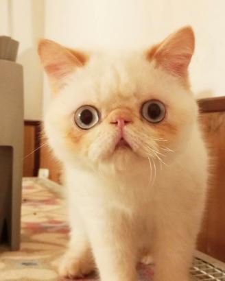 Exotic shorthair colourpoint