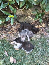 Adotta un gatto
