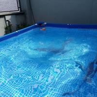 Piscina Intex