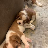 Cuccioli di Cavalier King