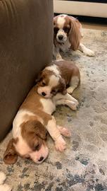 Cuccioli di Cavalier King