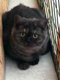 Scottish fold e straight