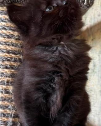 Gattini / Cuccioli da Siberiani con Pedigree