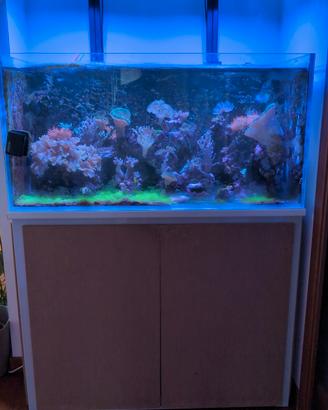 acquario marino