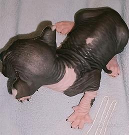 Cuccioli Sphynx