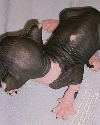 Cuccioli Sphynx