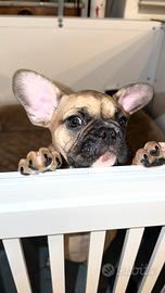 Bulldog francese