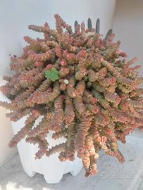 Pianta grande succulenta grassa 10€