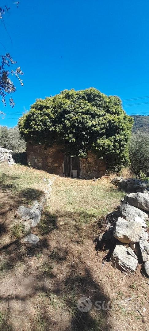 Terreno uliveto - Vista 3