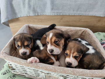 Cuccioli di Beagle