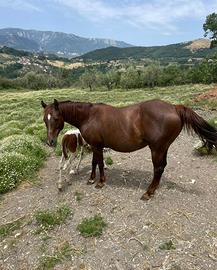 Fattrice Quarter horse