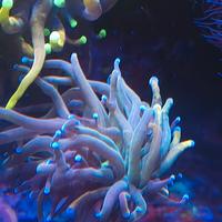 Corallo Euphyllia rapunzel