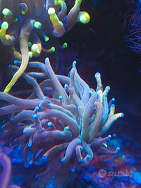 Corallo Euphyllia rapunzel