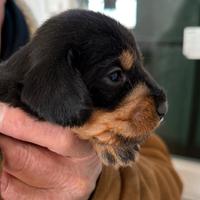 Bassotti a pelo duro