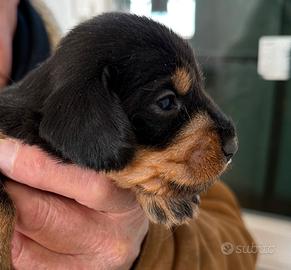 Bassotti a pelo duro