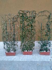 parete di Edera a foglie piccole in vaso 
