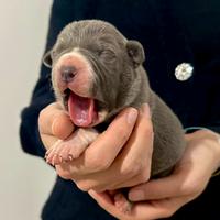 Cuccioli American Bully XL